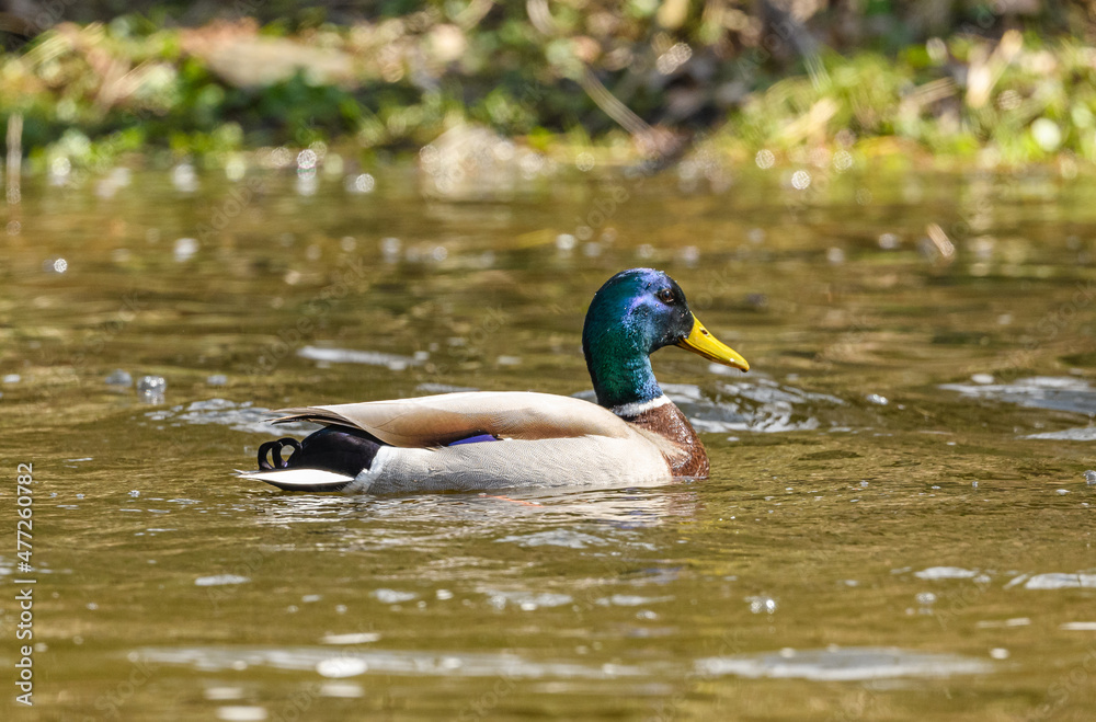 Fototapeta premium wild duck (anas platyrhynchos) male swimming in water