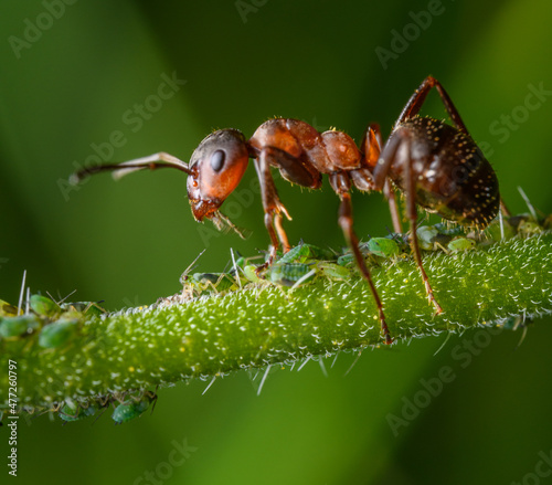 ant taking care of aphids detail © Petr