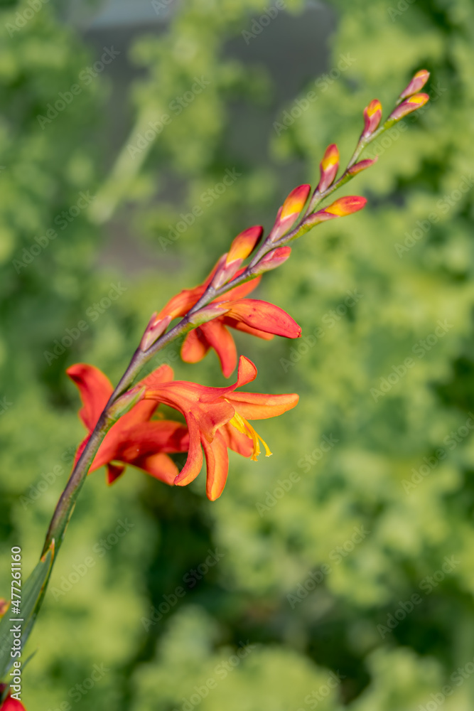 Montbretia (Crocosmia x crocosmiiflora) in garden Montbretia (Crocosmia x crocosmiiflora) in garden