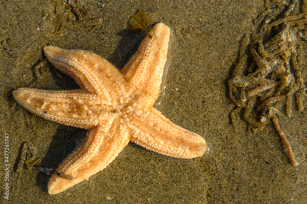 étoile de mer commune (Asterias rubens). étoile de mer commune (Asterias rubens).
