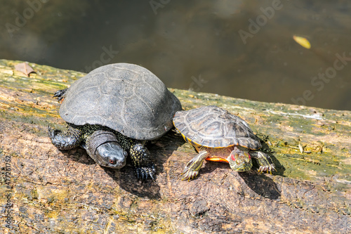 European Pond Turtle (Emys orbicularis) and introduced Pond Slider (Trachemys scripta) in park, Moscow, Russia