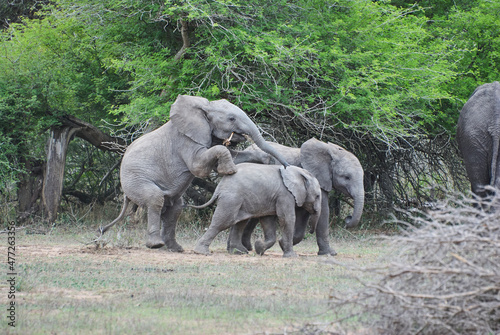 Group of playful young african elephants  Loxodonta