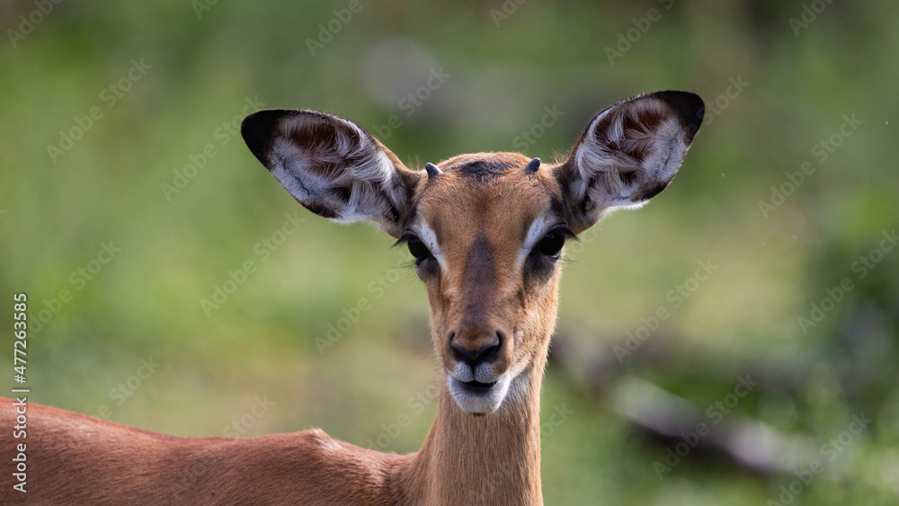 Horns starting to show on impala lamb Horns starting to show on impala lamb