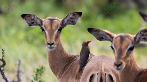 a red-billed oxpecker on an impala lamb photo