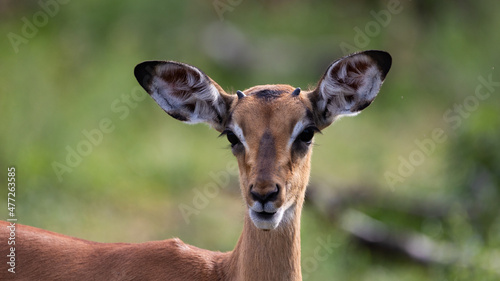 Horns starting to show on impala lamb