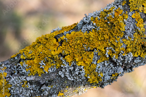 Hypogymnia physodes and Xanthoria parietina common orange lichen, yellow scale, maritime sunburst lichen and shore lichen lichenized fungi growing on a branch. photo