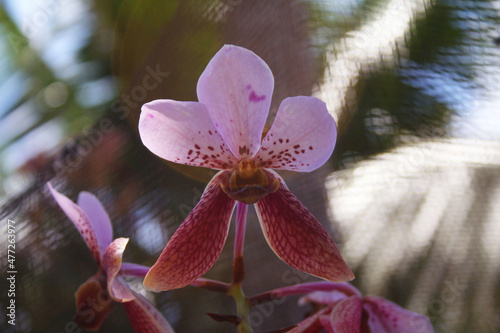 Native Philippines orchid flower pink waling-waling photo