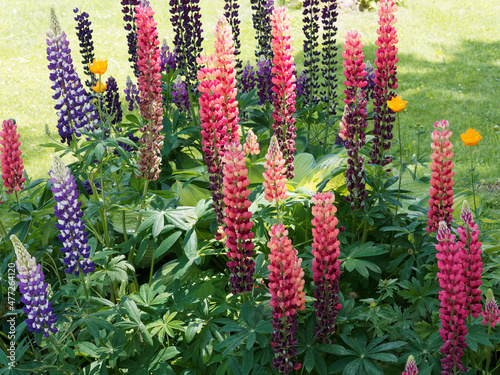 Tableau sur toile Lupinus polyphyllus Russell Mix | Lupin polyphylle vivace Russell hybrids Mix