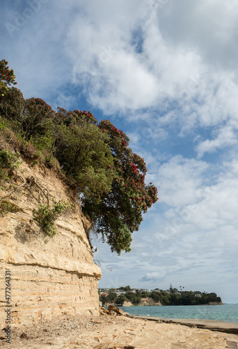 Sandstone Cliffs with Pohutakawa at the Oceans Edge Looking Towards Murrays Bay in Auckland New Zealand photo