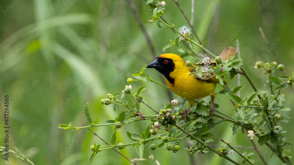 a southern masked weaver in green grass