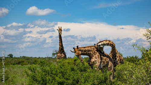 three giraffes together in the wild