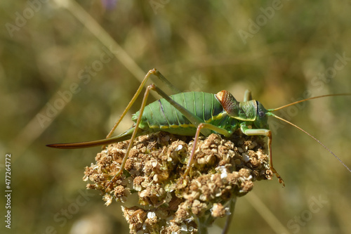 Grasshopper. Ephippiger ephippiger ​colorful grasshopper on green plant photo