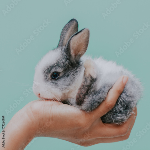 Conejo
