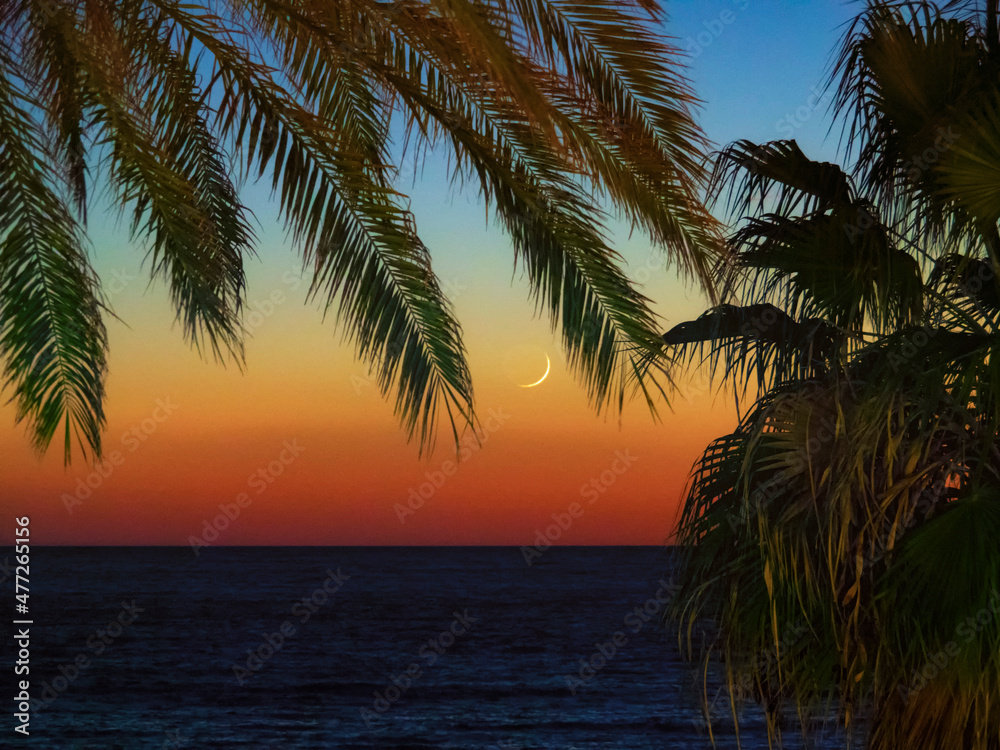 La luna aparece entre las ramas de las palmeras de la costa de Granada