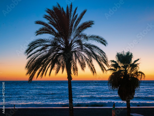 Silueta de palmera en el atardecer de La Herradura 