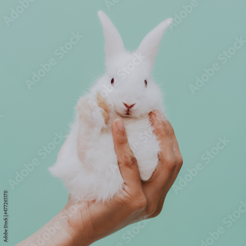 white rabbit in the hands