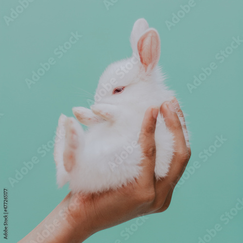 rabbit in hand