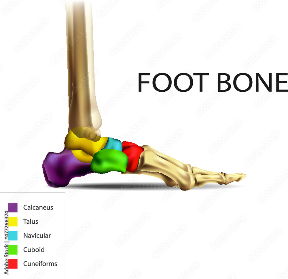Bones of the Foot .Tarsals or tarsus, Metatarsals, Phalanges stock
