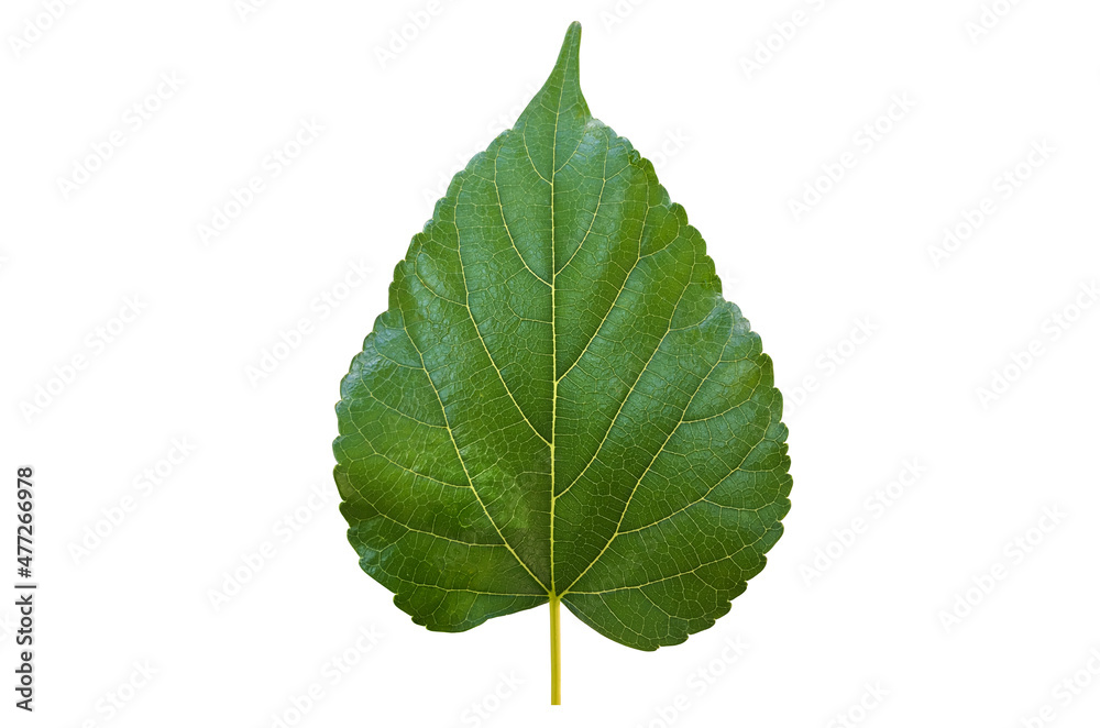 Obraz premium Isolated front and back mulberry leaf with clipping paths.