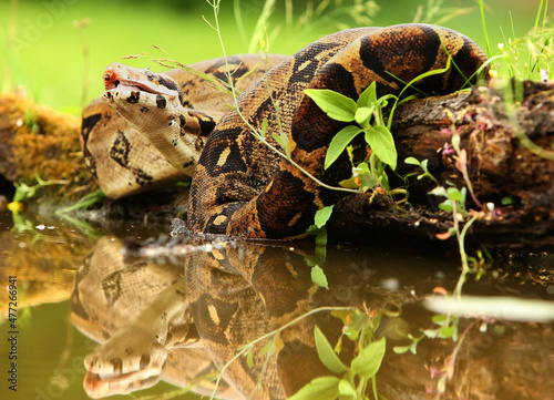 The boa constrictor (Boa constrictor), also called the red-tailed boa or the common boa, hunting the rat on the old branche above the water.