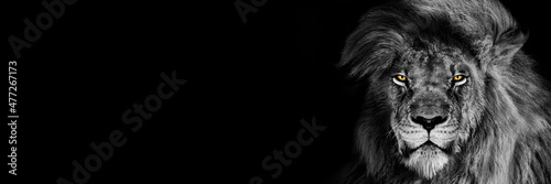 Fototapeta African male lion Baner , Panorama wildlife animal isolated black white