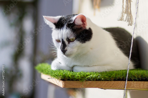 A young cat on a shelf with artificial grass on a balcony
