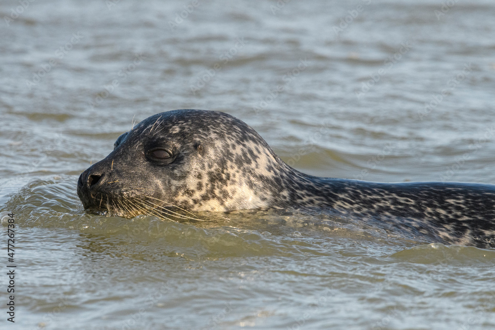 Fototapeta premium Phoque commun, ou veau marin (Phoca vitulina)