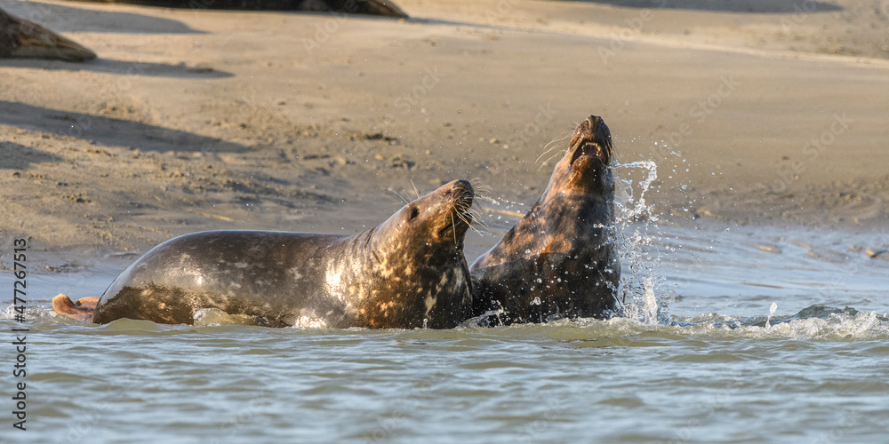 Fototapeta premium Jeux de phoque gris