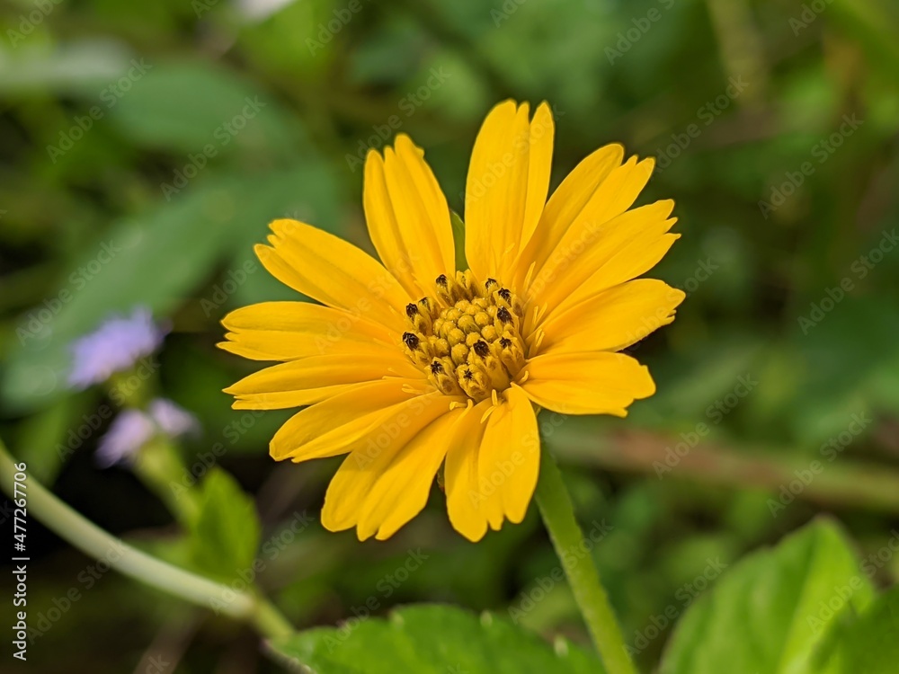 wedelia flower (Sphagneticola trilobata) grows wild in the tropics wedelia flower (Sphagneticola trilobata) grows wild in the tropics