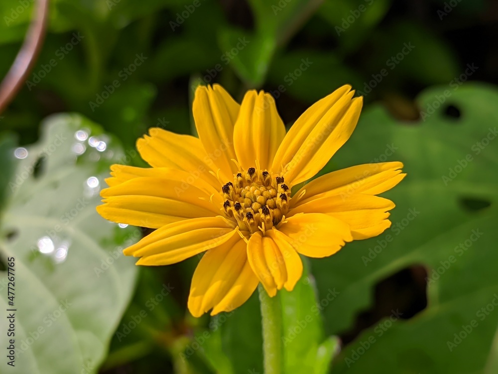 wedelia flower (Sphagneticola trilobata) grows wild in the tropics wedelia flower (Sphagneticola trilobata) grows wild in the tropics