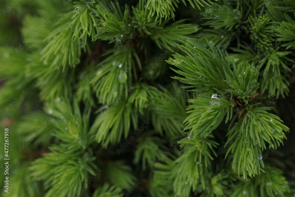 Fir tree branch background.Pine tree background .Fluffy young branch Christmas tree. Nature. Beautiful natural background. Detail of fresh spruce branch in forest. Close-up of green Christmas tree Fir tree branch background.Pine tree background .Fluffy young branch Christmas tree. Nature. Beautiful natural background. Detail of fresh spruce branch in forest. Close-up of green Christmas tree