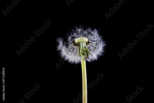  image of dandelion flowers close-up