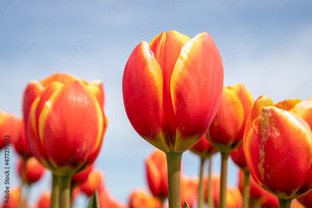 Beautiful tulips in a tulip field in winter or spring.