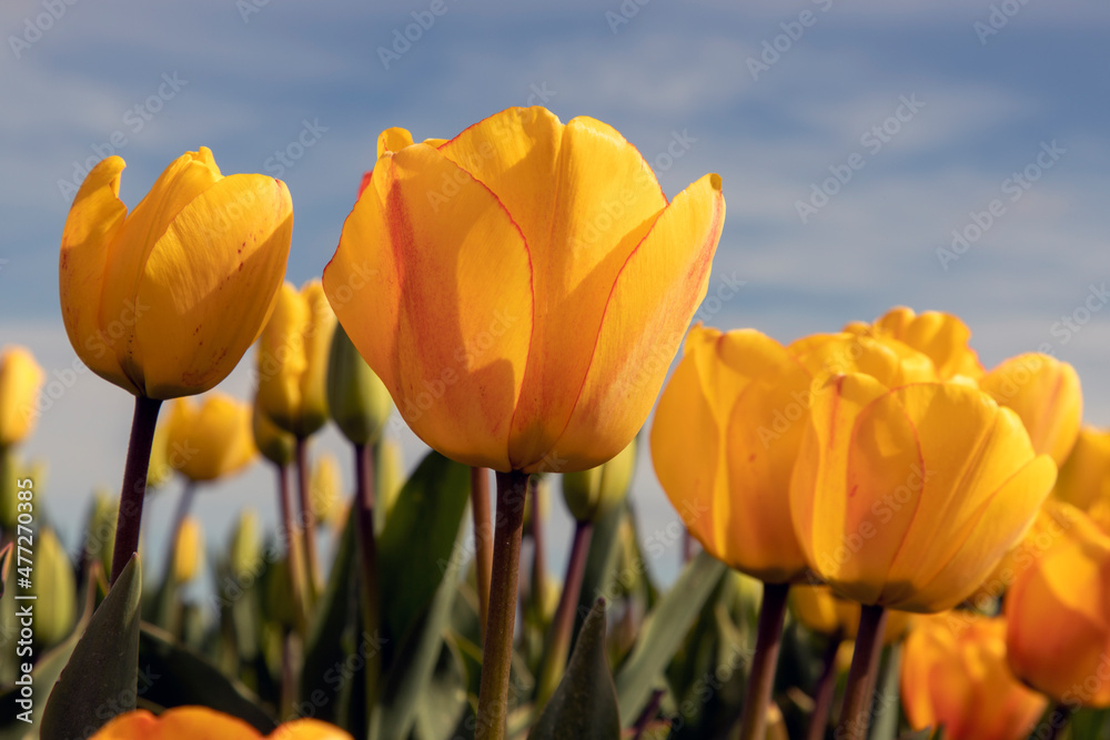 Beautiful tulips in a tulip field in winter or spring.