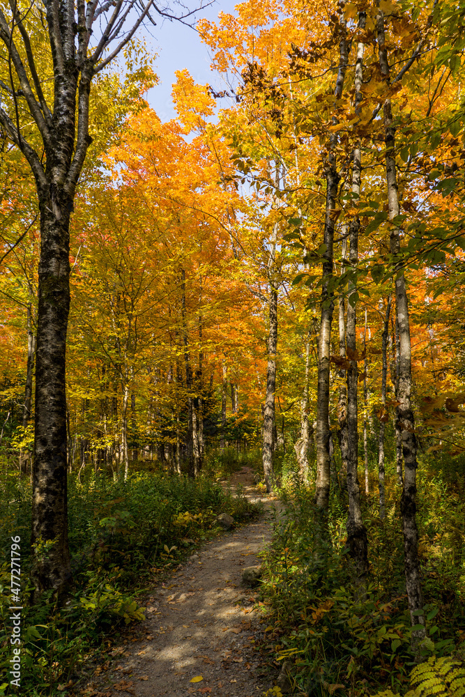 In the forest at fall in Mont Megantic National Park, located in Eastern 