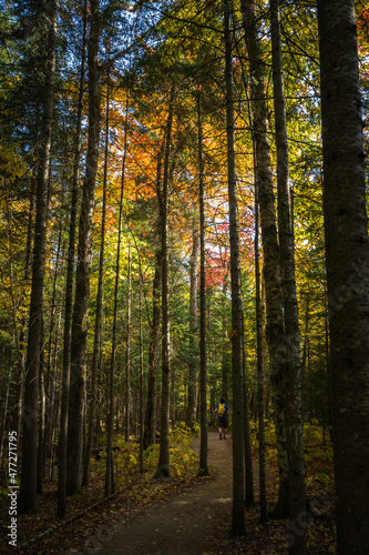 In the forest at fall in Mont Megantic National Park, located in Eastern 