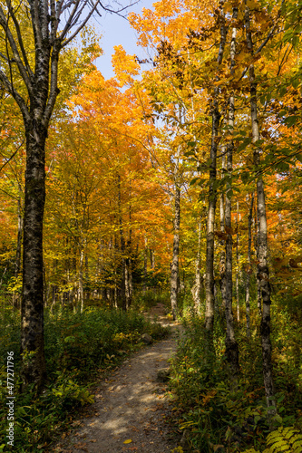 In the forest at fall in Mont Megantic National Park  located in Eastern 