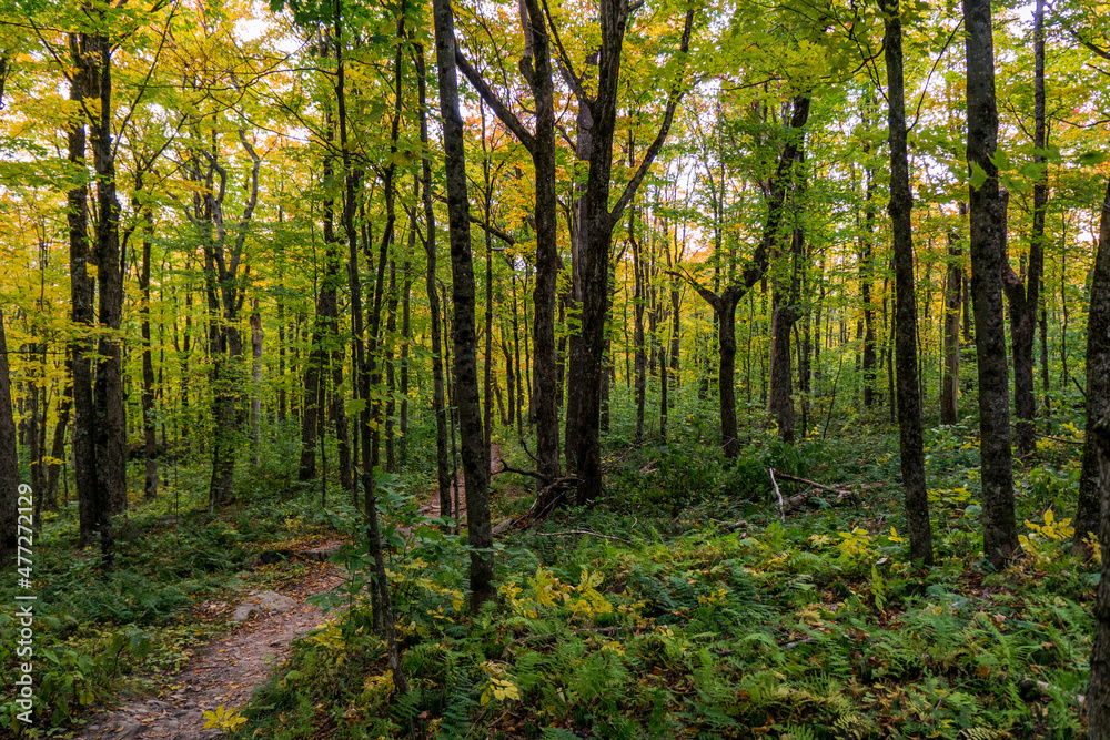 In the forest at fall in Mont Megantic National Park, located in Eastern In the forest at fall in Mont Megantic National Park, located in Eastern