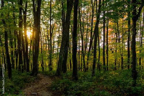 In the forest at fall in Mont Megantic National Park, located in Eastern 