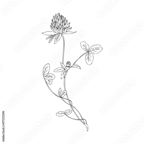 Red clover, Shamrock wild field flower isolated on white, botanical hand drawn doodle ink vector illustration, line art for design package tea, cosmetic, medicine, greeting card, wedding invitation photo