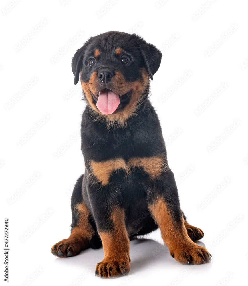 puppy rottweiler in studio puppy rottweiler in studio