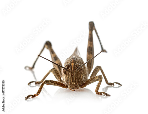 Anacridium aegyptium in studio photo