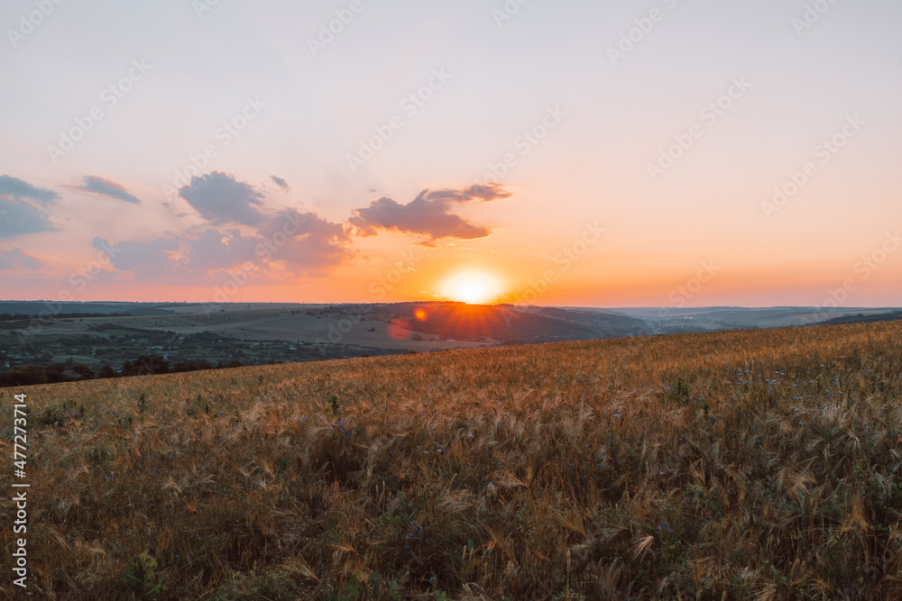 Golden wheat field on the background of hot summer sun and blue sky with clouds. Beautiful summer landscape.