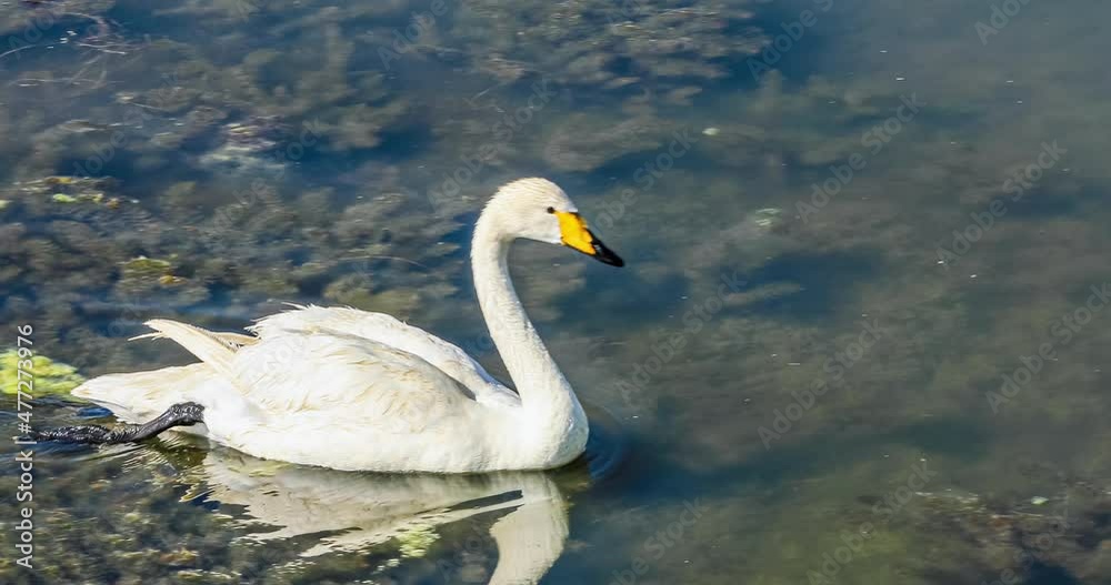 Beautiful white swan swimming in clear lake water Beautiful white swan swimming in clear lake water