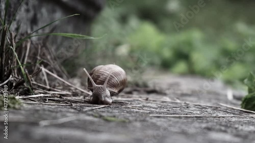 Big slimy brown snail is crawling on wet asphalt in the forest 4K. Escargot close up