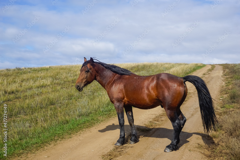 Wild horses graze on the meadows of Olkhon Island Wild horses graze on the meadows of Olkhon Island