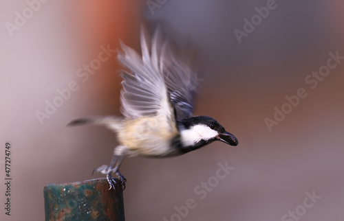 A small Coal tit with a seed in its beak pushed off the pole and flew Fototapete