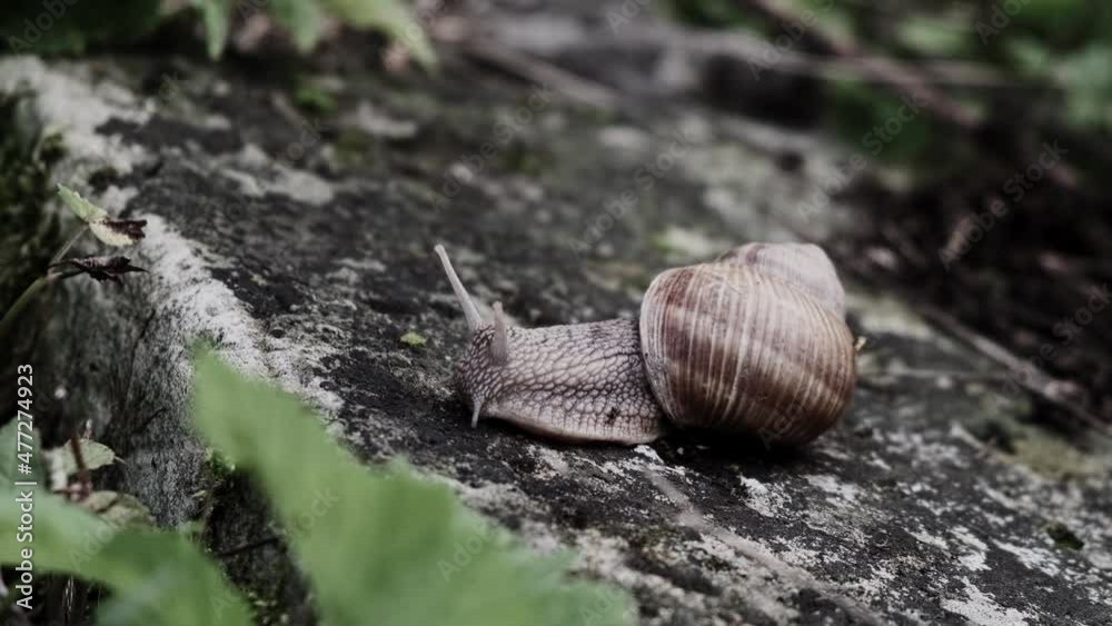 Big slimy brown snail is crawling on wet asphalt in the forest 4K. Escargot close up Big slimy brown snail is crawling on wet asphalt in the forest 4K. Escargot close up