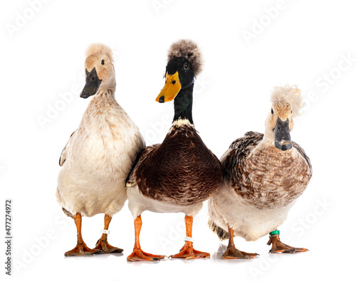 Crested ducks breeds