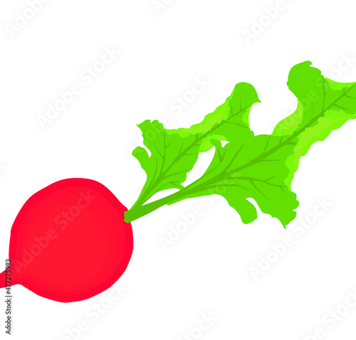 Radish isolated on white background. Vector illustration.